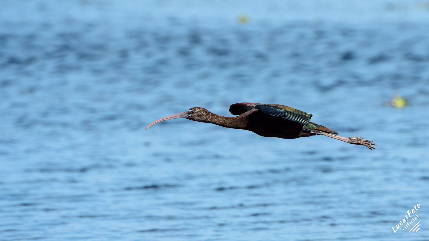Glossy Ibis