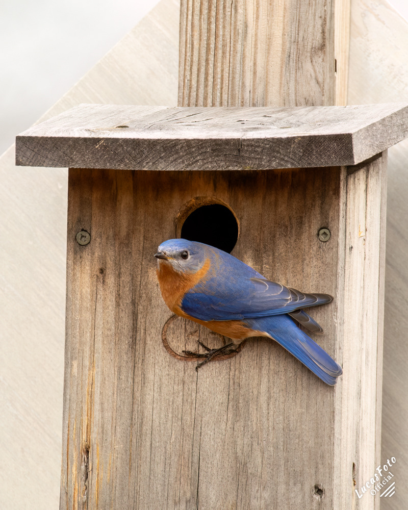 Eastern Bluebird