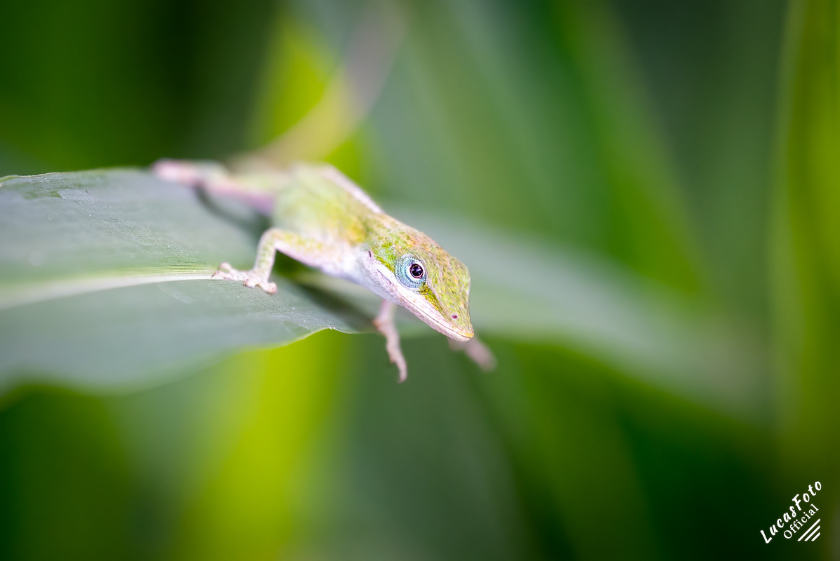 Green Anole