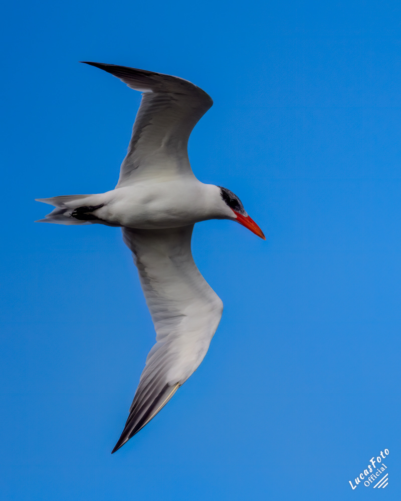 Caspian Tern