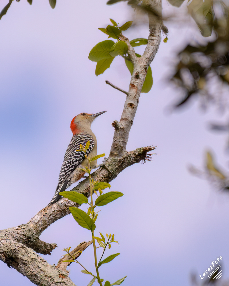Red-bellied Woodpecker