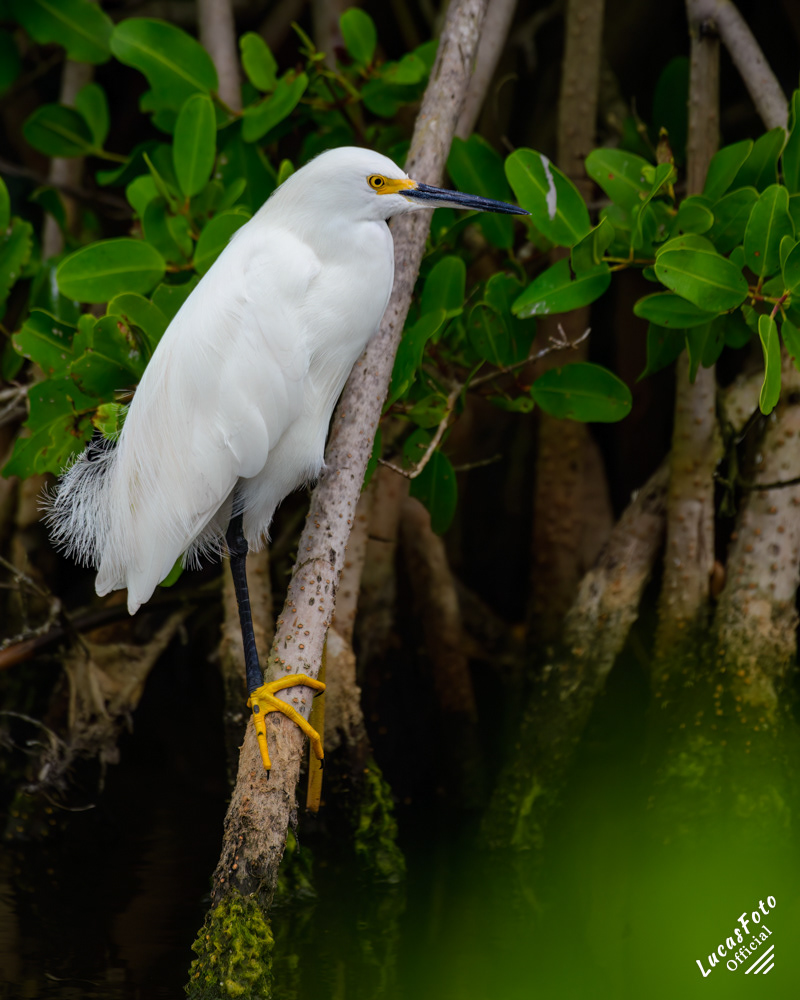 Snowy Egret