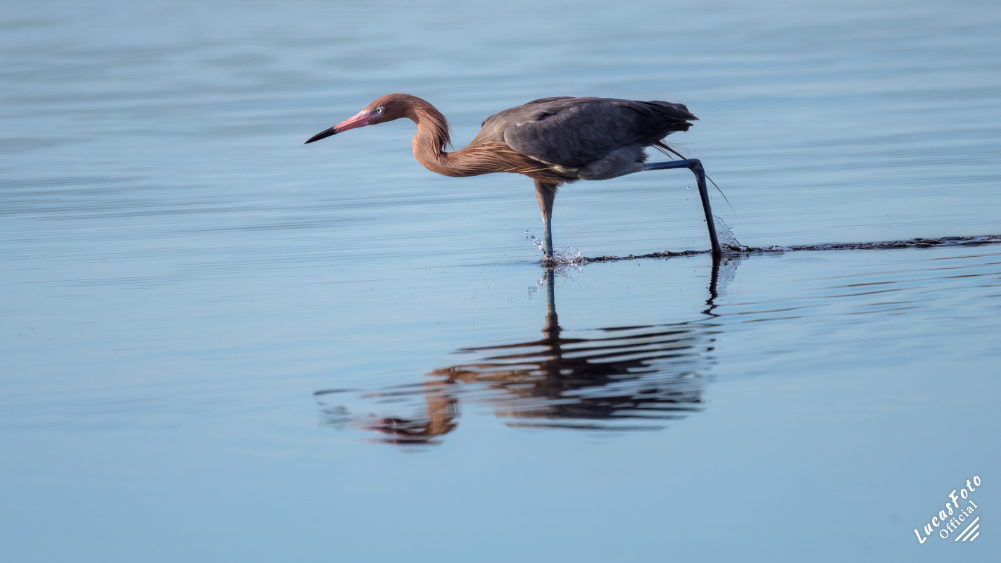 Reddish Egret