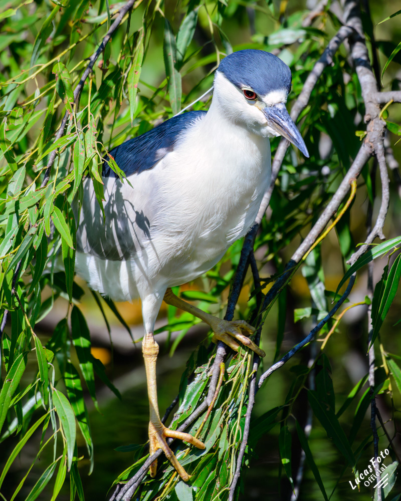 Black-crowned Night Heron