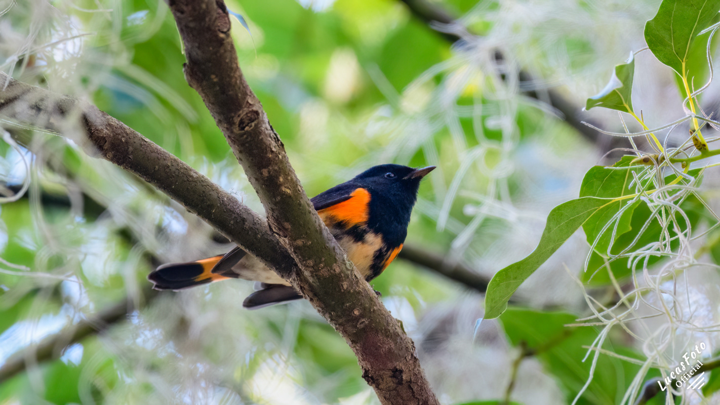 American Redstart