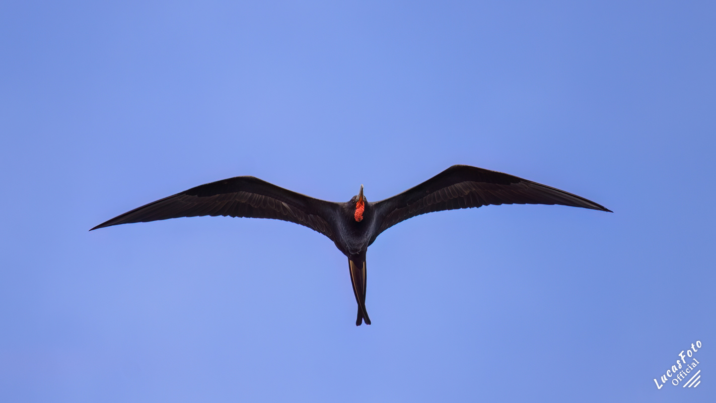 Magnificent Frigatebird