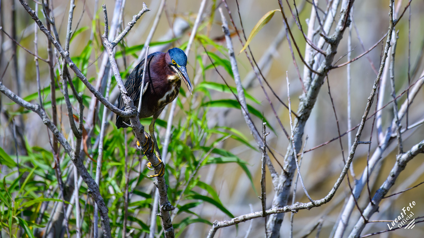 Green Heron