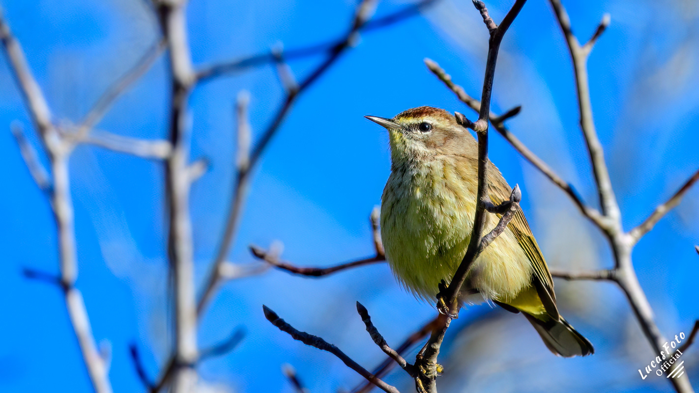 Palm Warbler