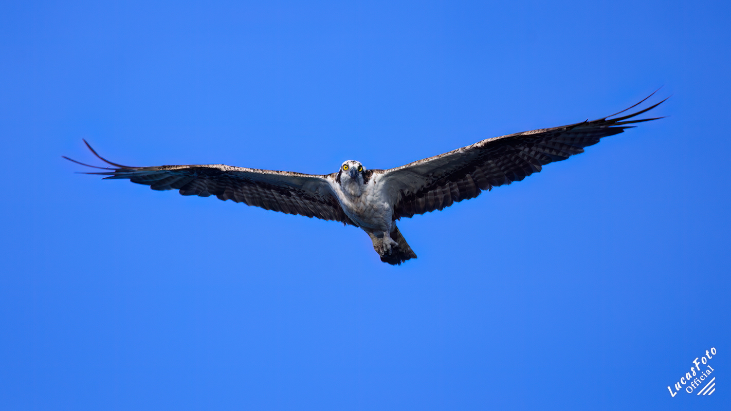 Osprey