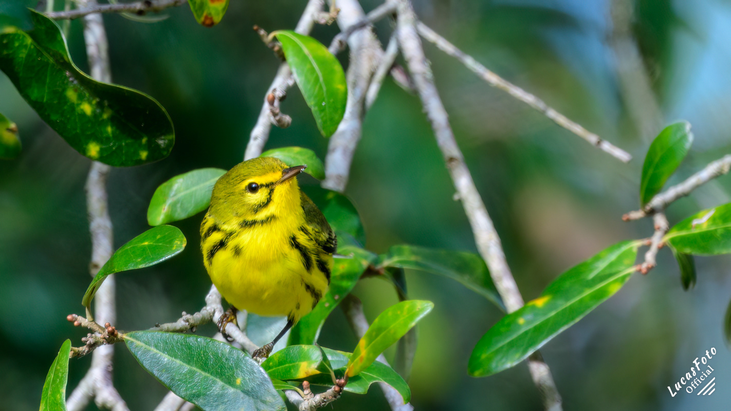 Prairie Warbler