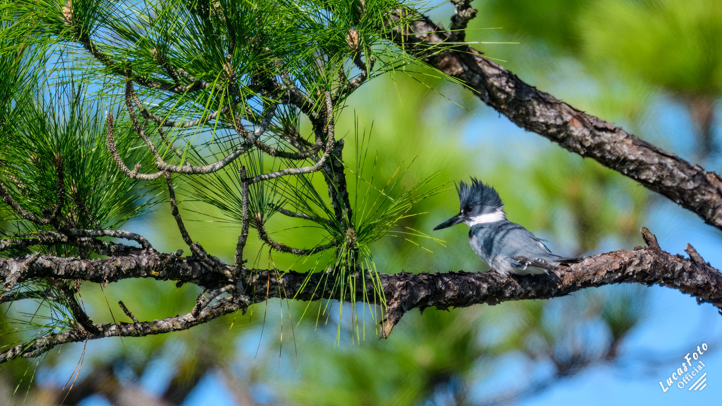 Belted Kingfisher