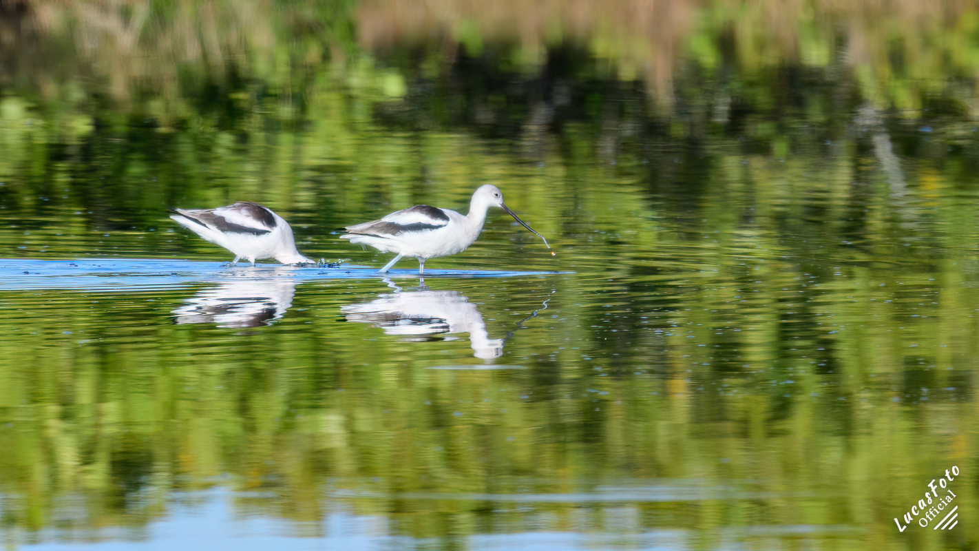 American Avocet