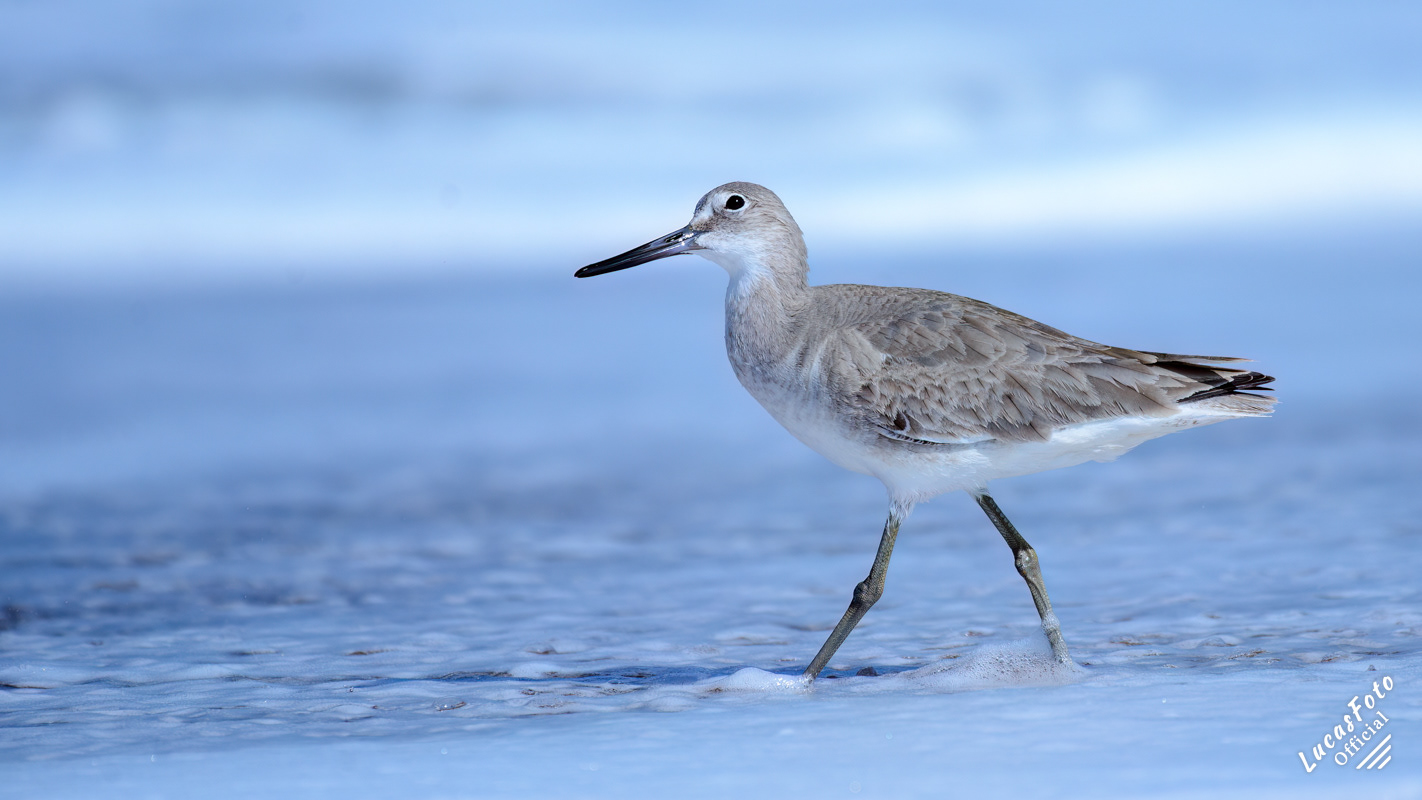 Willet