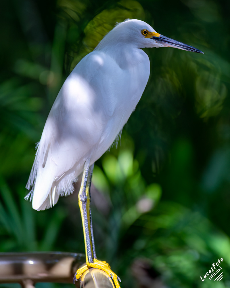 Snowy Egret