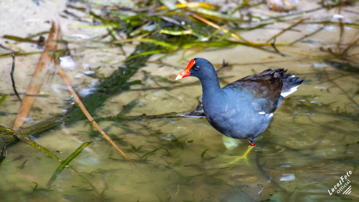 Common Gallinule