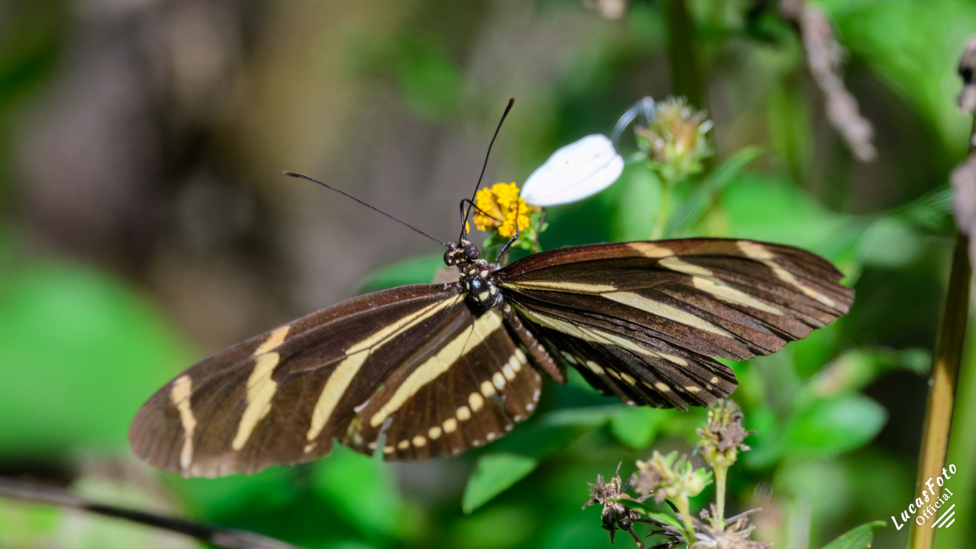 Zebra (Longwing)