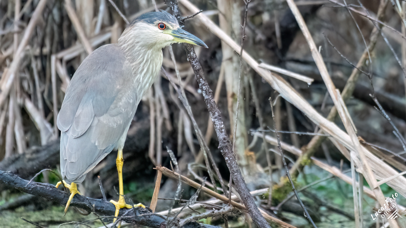 Black-crowned Night Heron