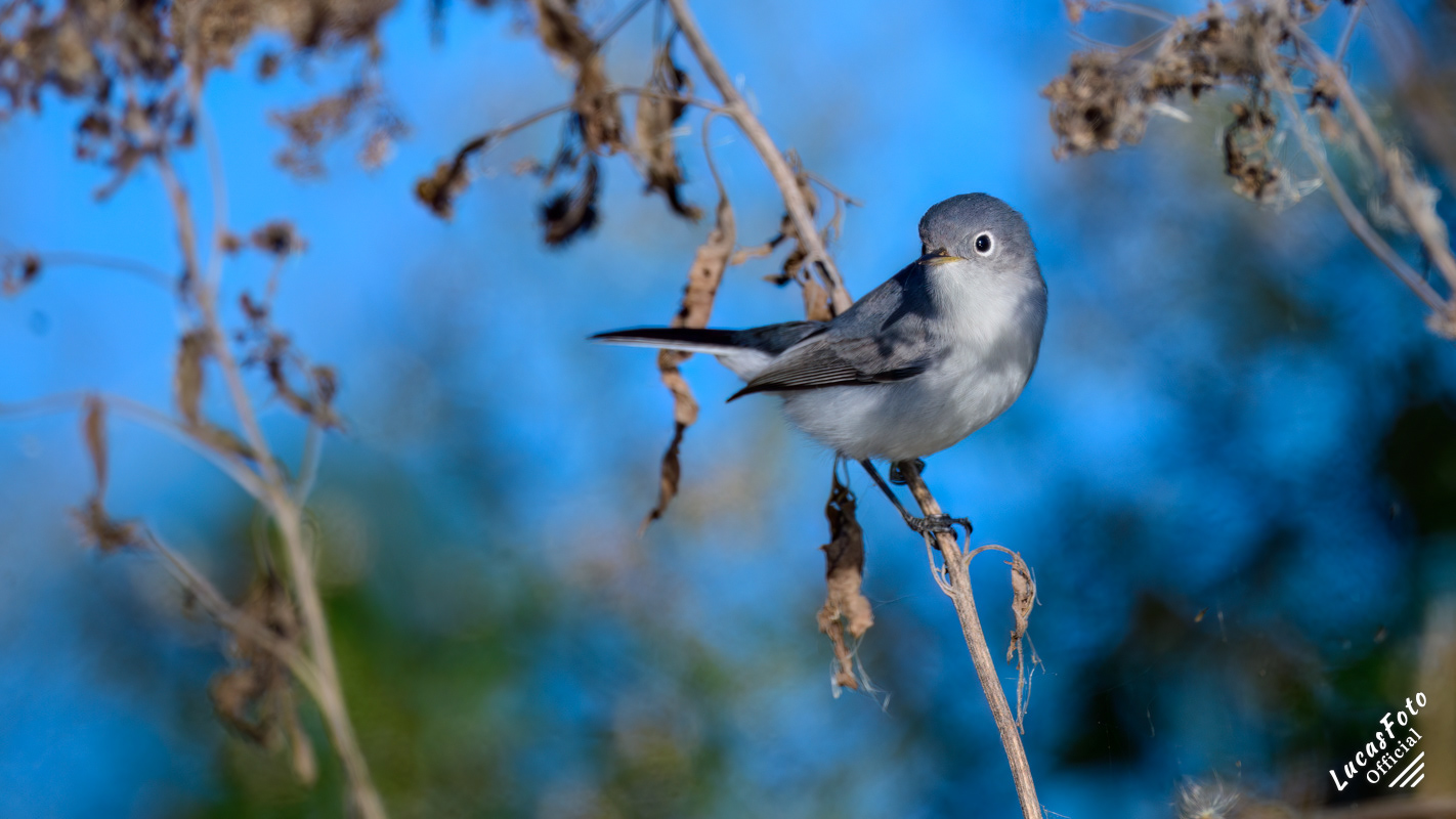 Blue-gray Gnatcatcher