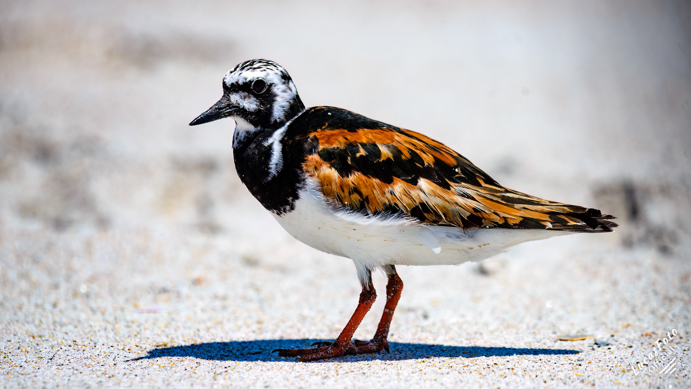 Ruddy Turnstone
