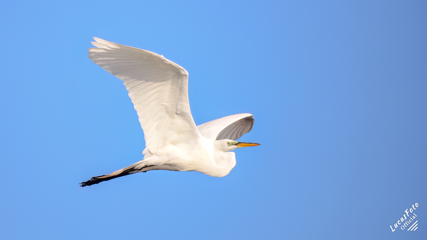 Great Egret