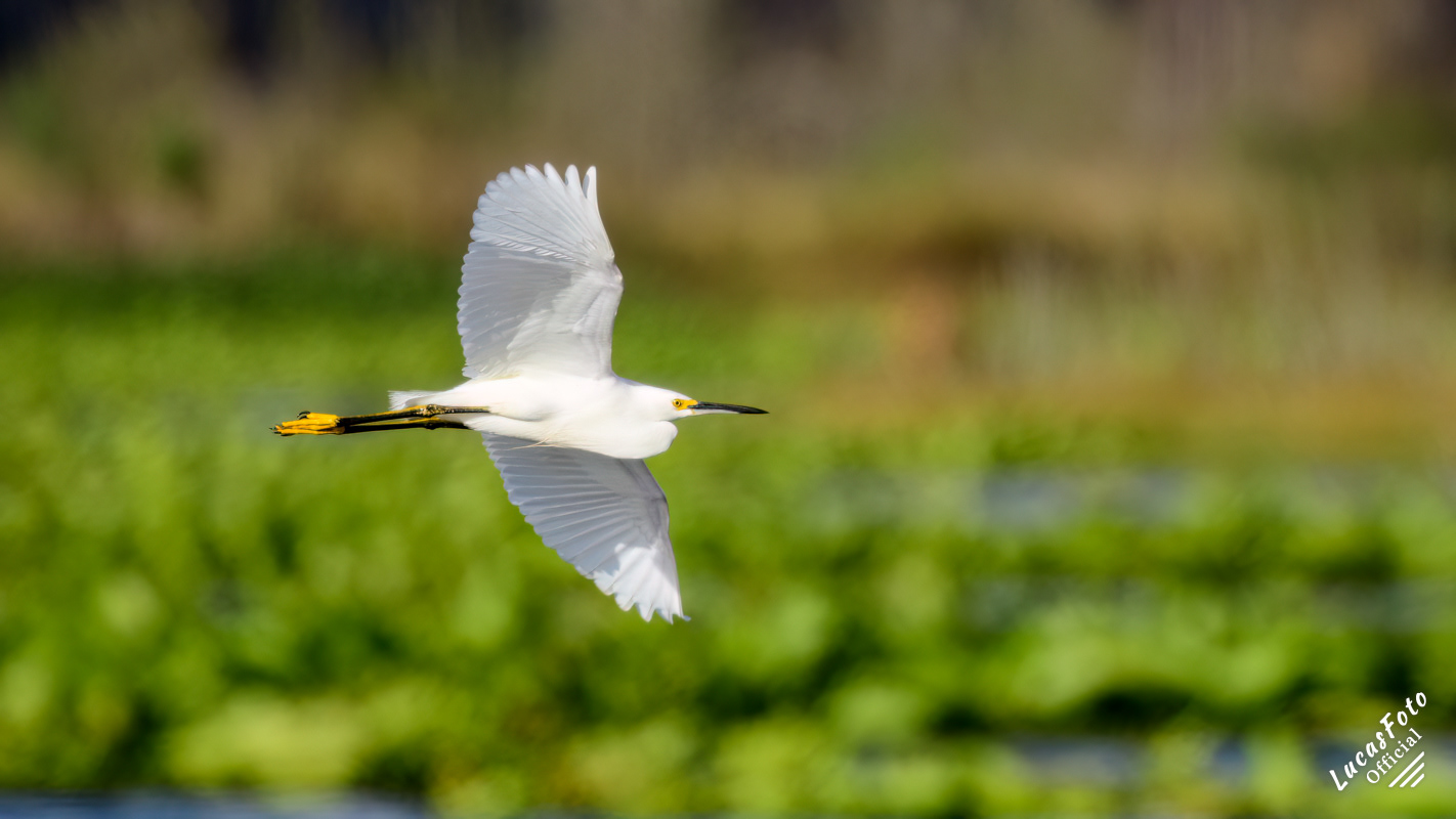 Snowy Egret