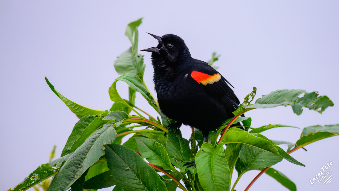 Red-winged Blackbird