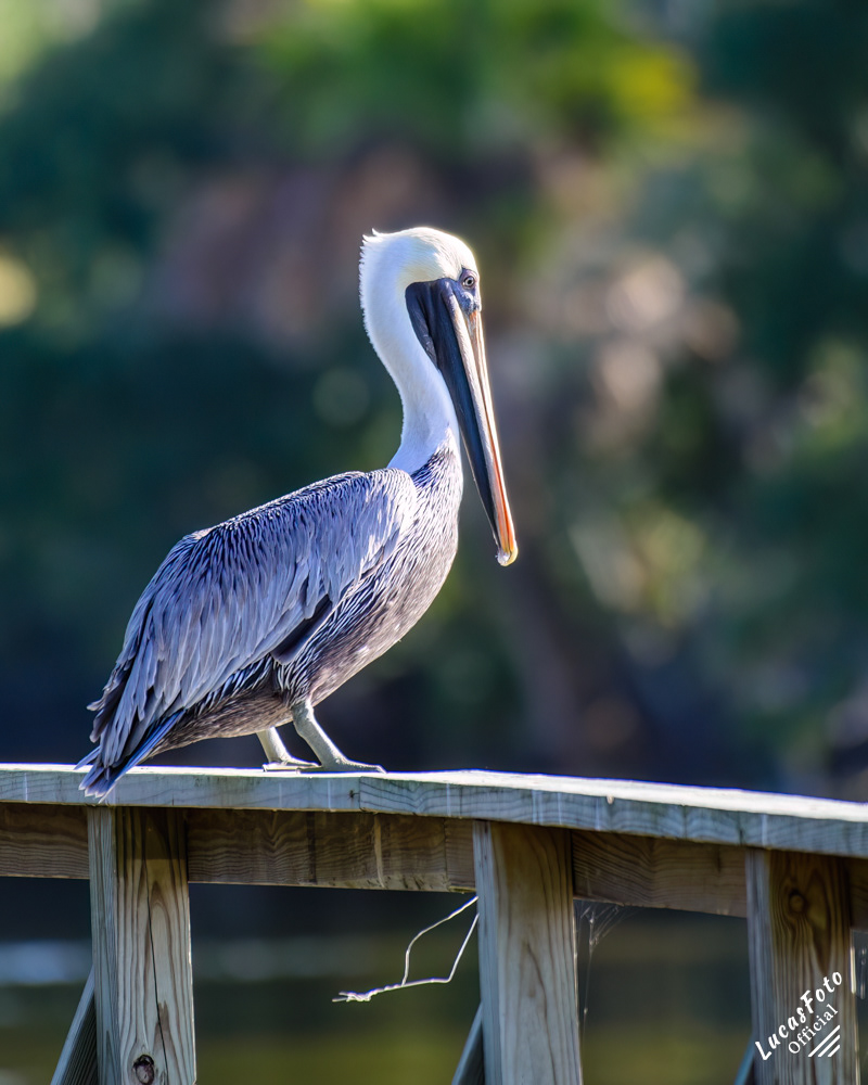 Brown Pelican