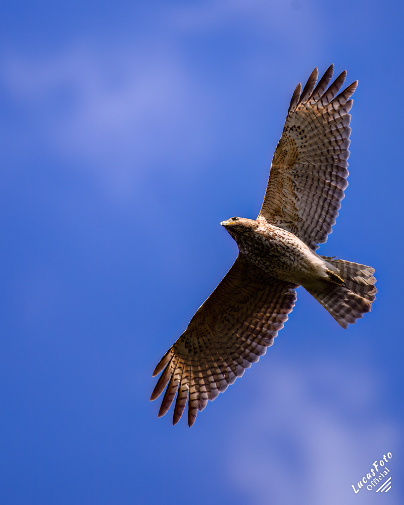 Red-shouldered Hawk