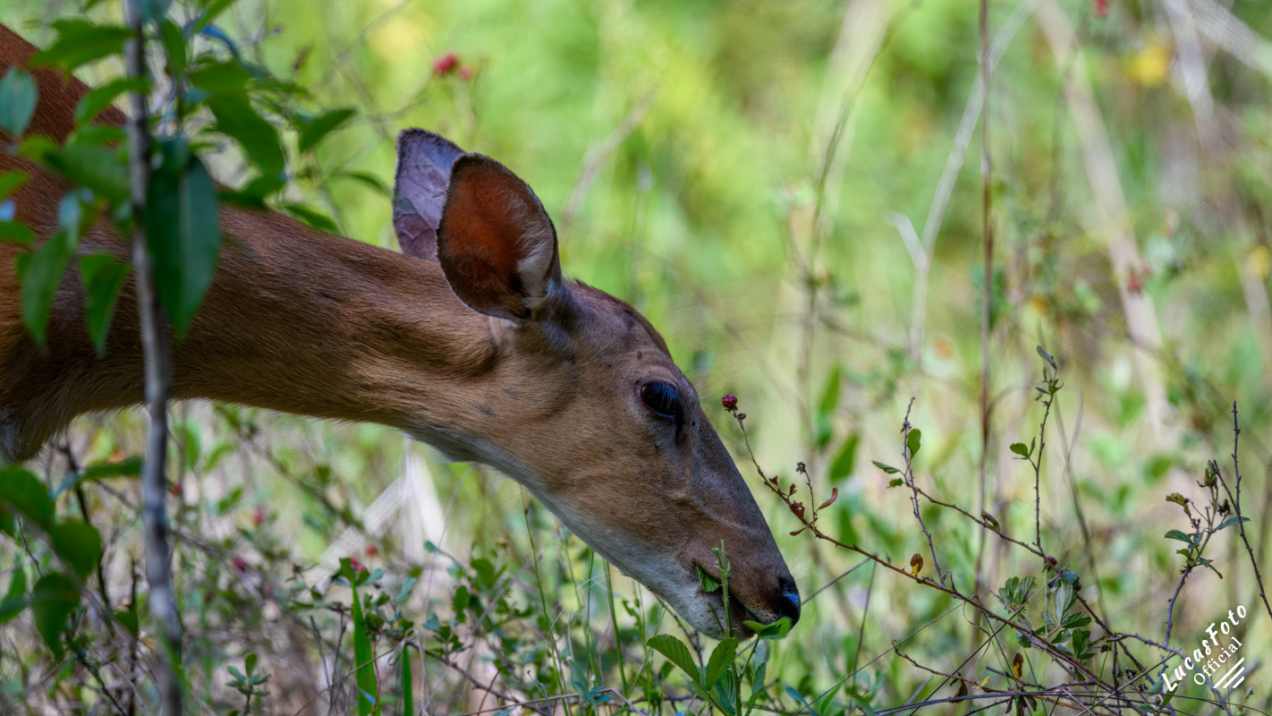 Whitetail