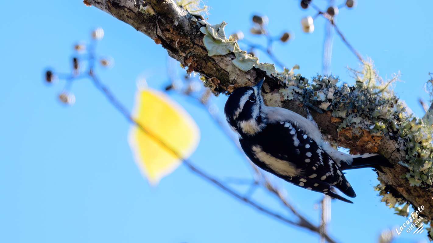 Downy Woodpecker