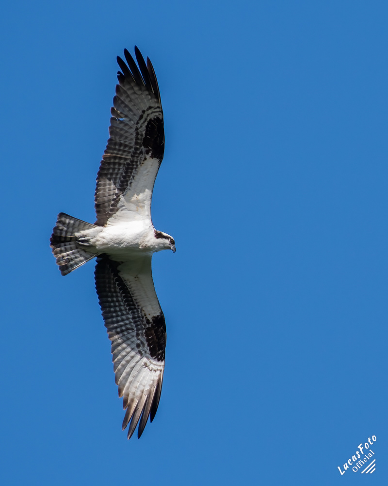 Osprey
