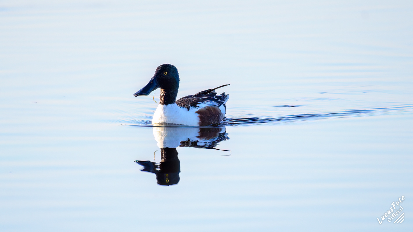 Northern Shoveler