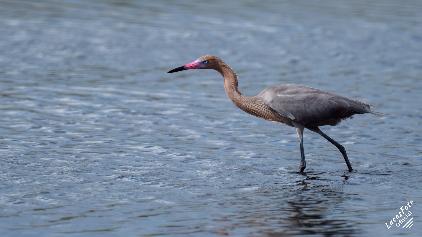 Reddish Egret