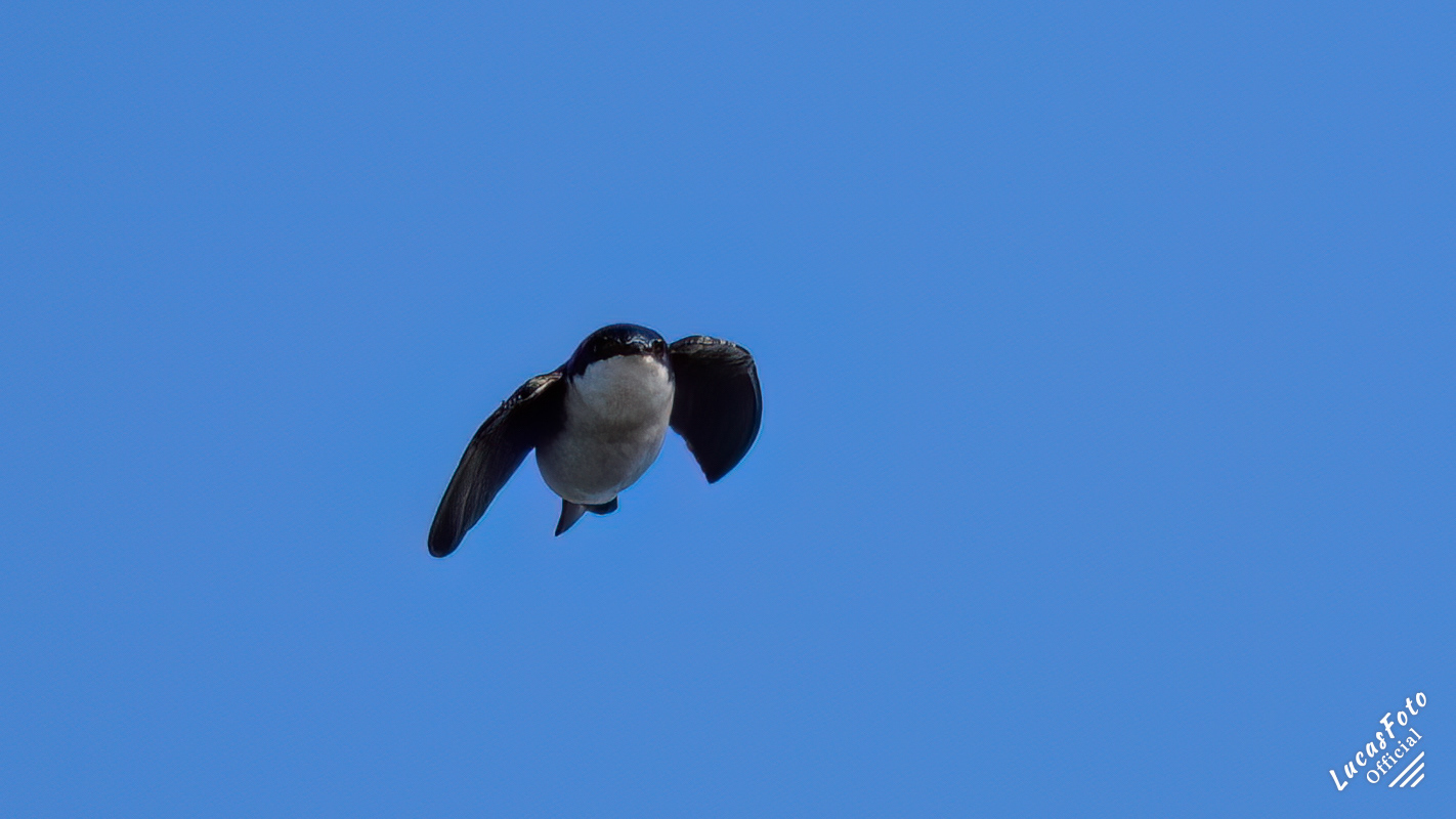 Tree Swallow