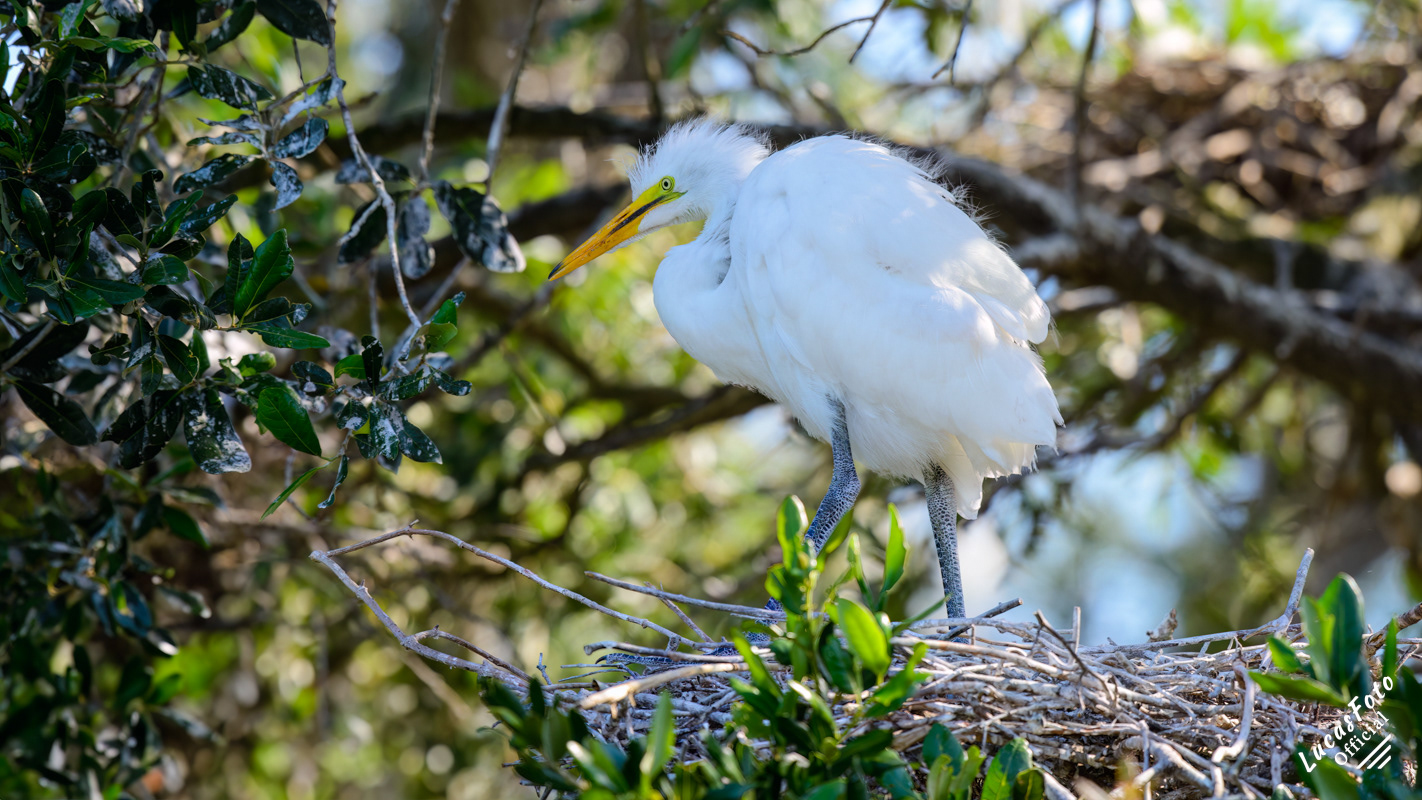 Great Egret