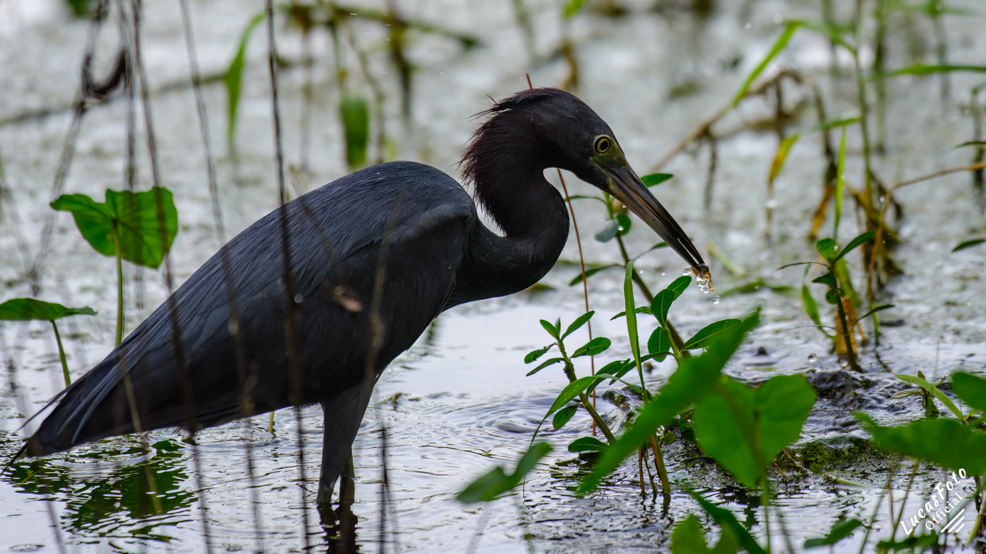 Little Blue Heron