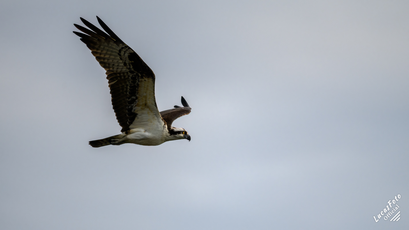 Osprey