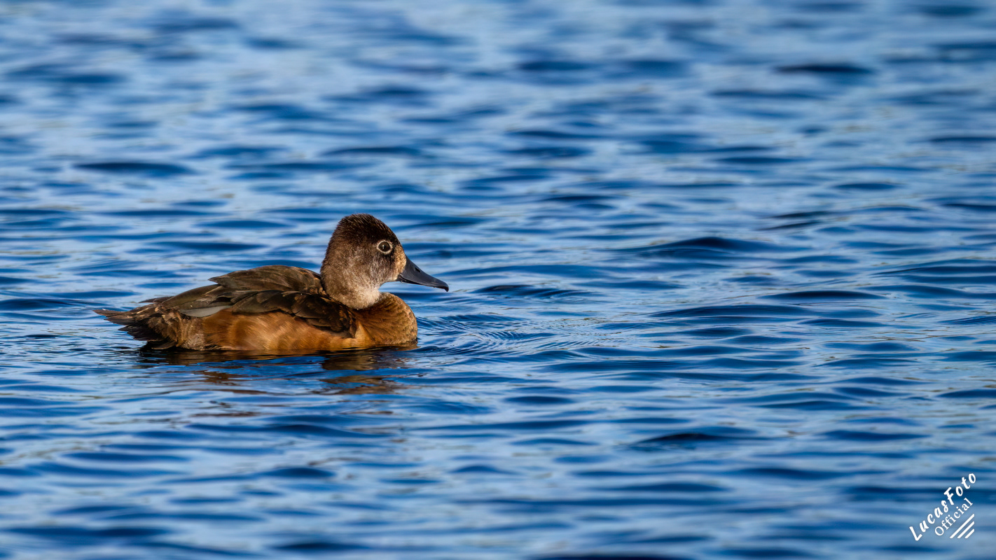 Ring-necked Duck