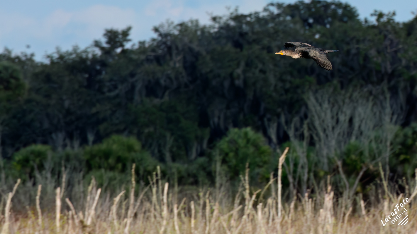 Double-crested Cormorant