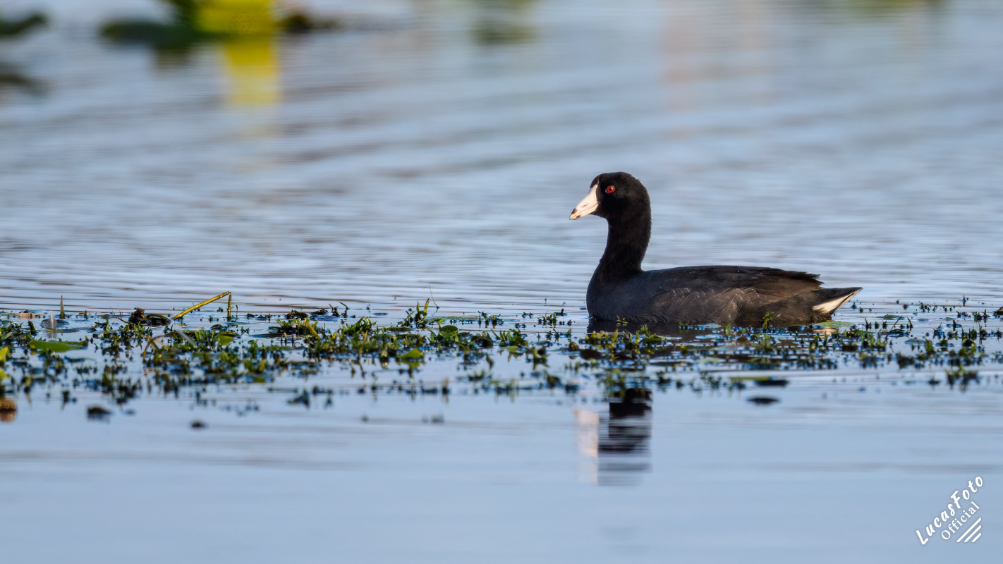 American Coot