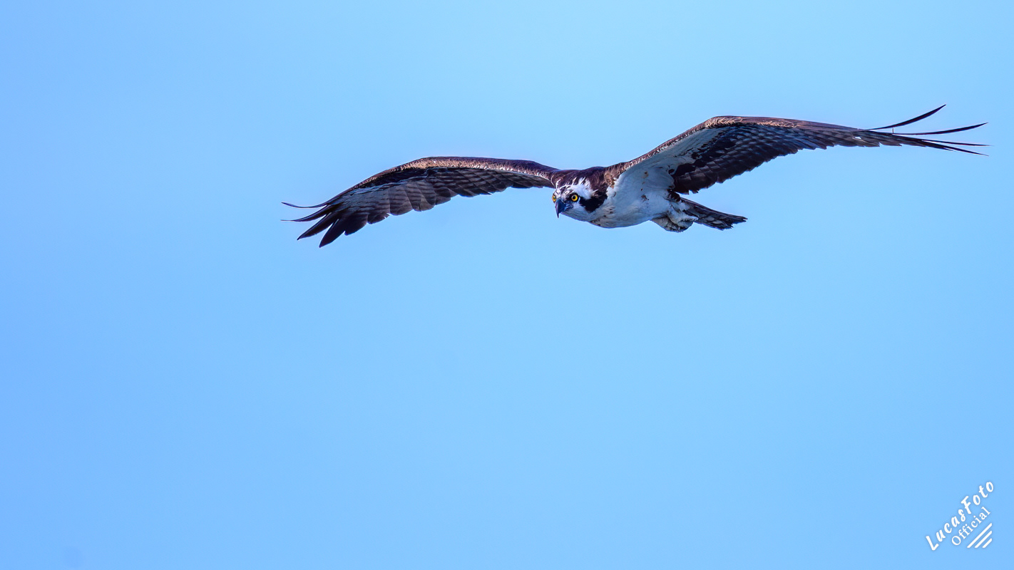 Osprey
