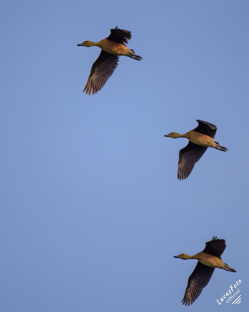 Fulvous Whistling-Duck