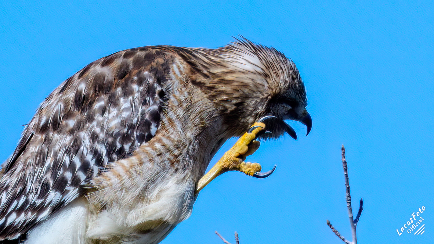 Red-shouldered Hawk