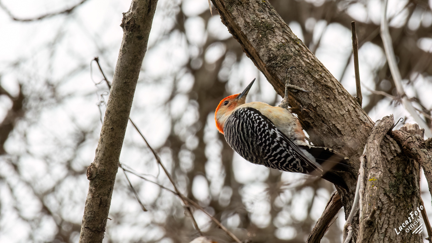 Red-bellied Woodpecker