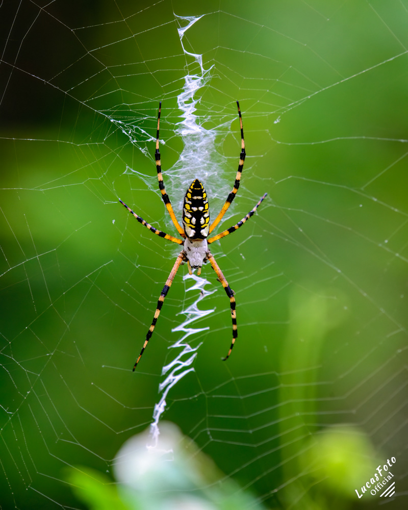 Yellow garden spider (Writing)