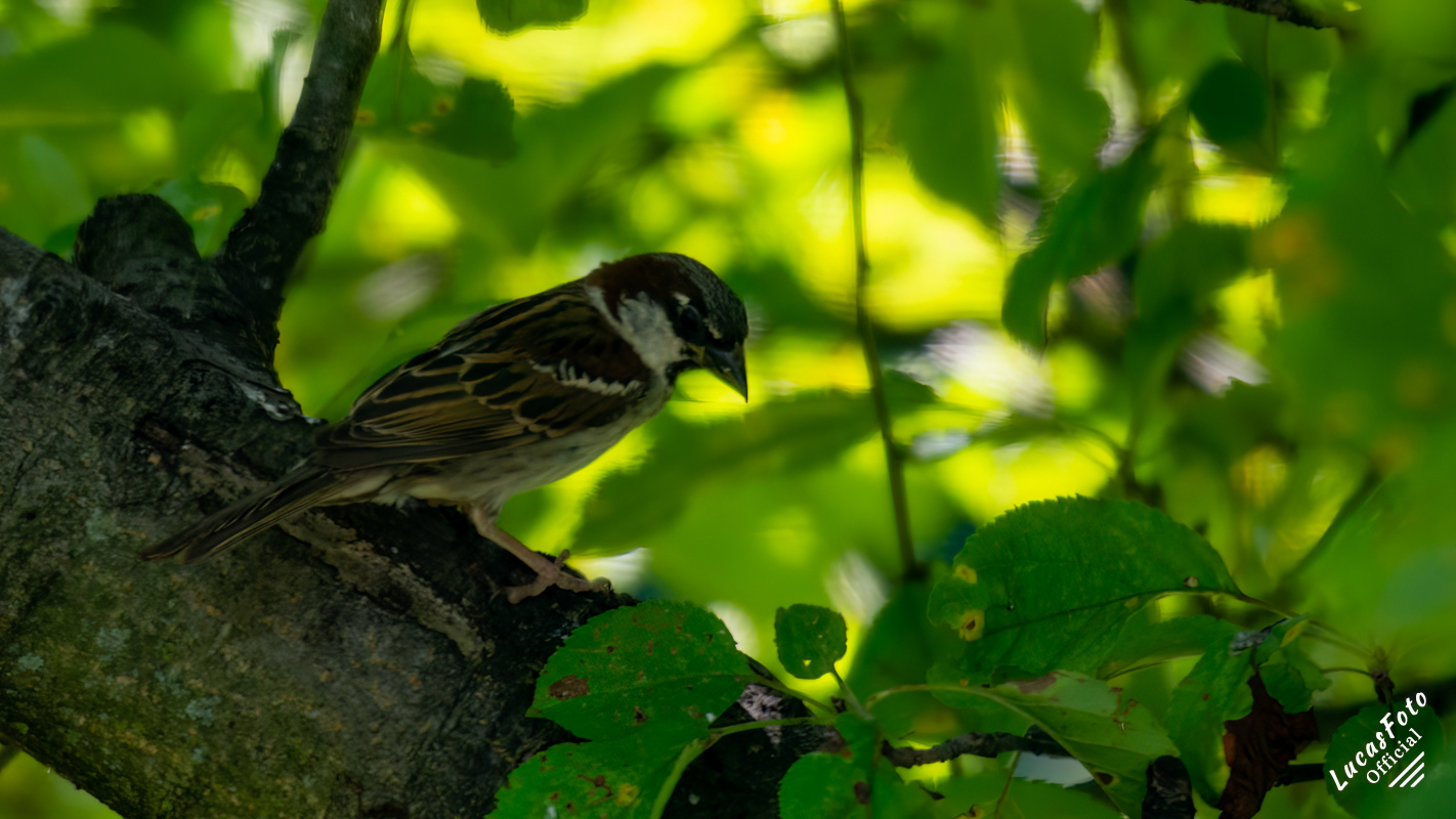 House Sparrow