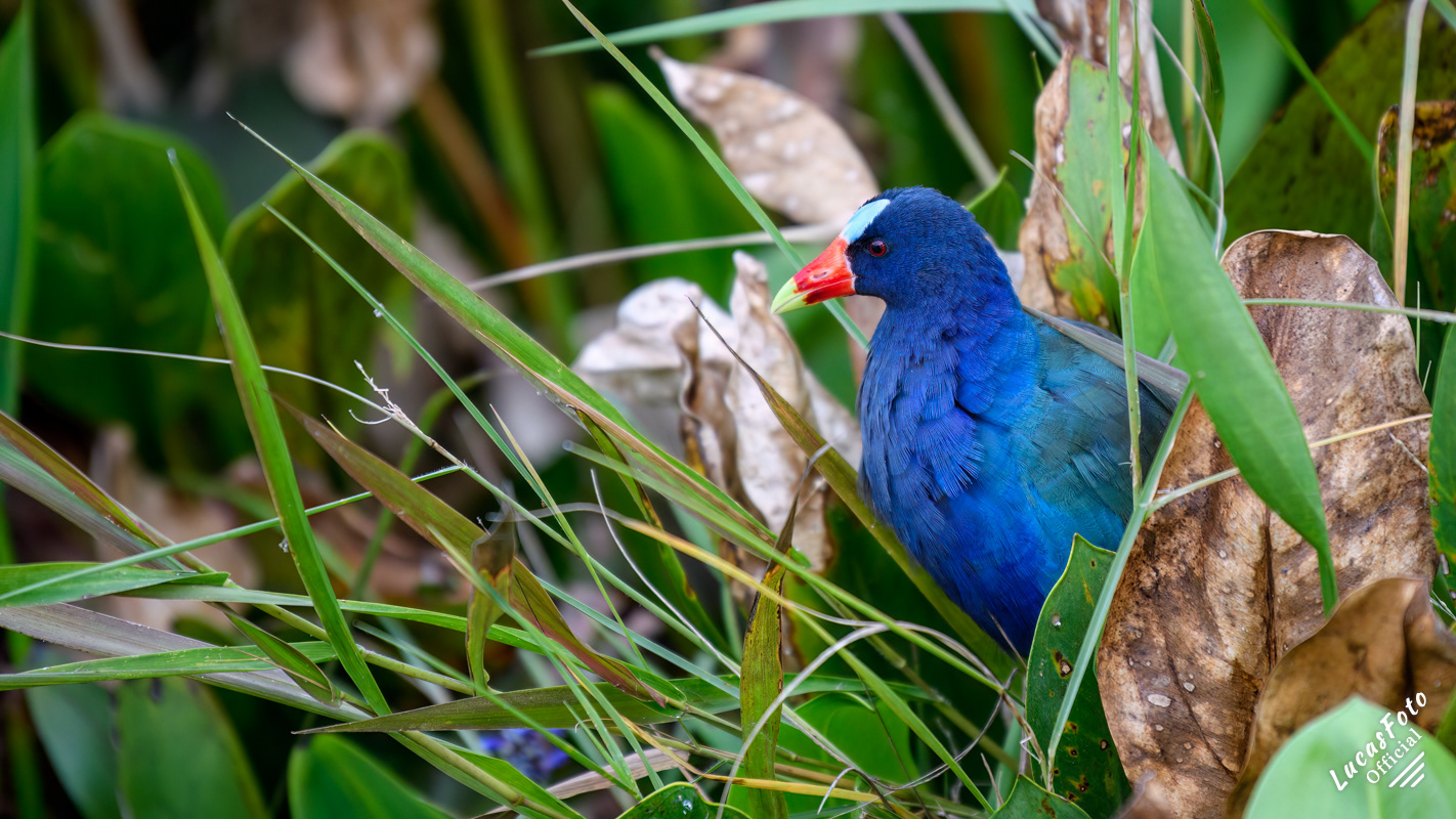 Purple Gallinule