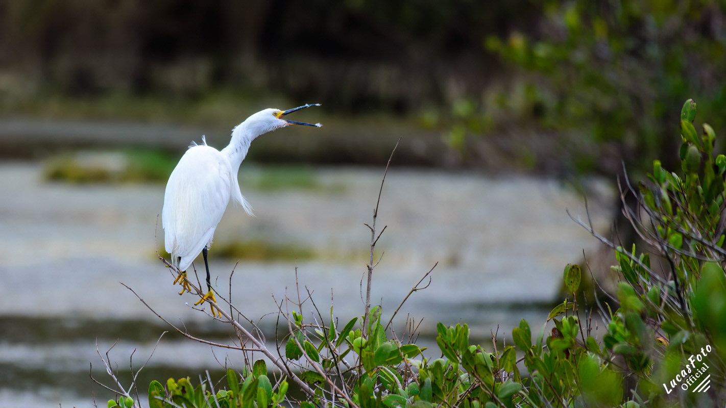 Snowy Egret