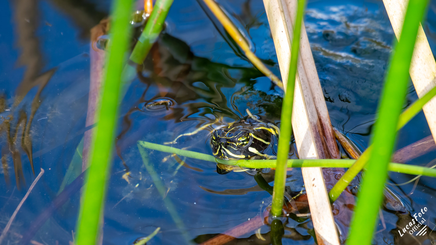 Eastern Chicken Turtle