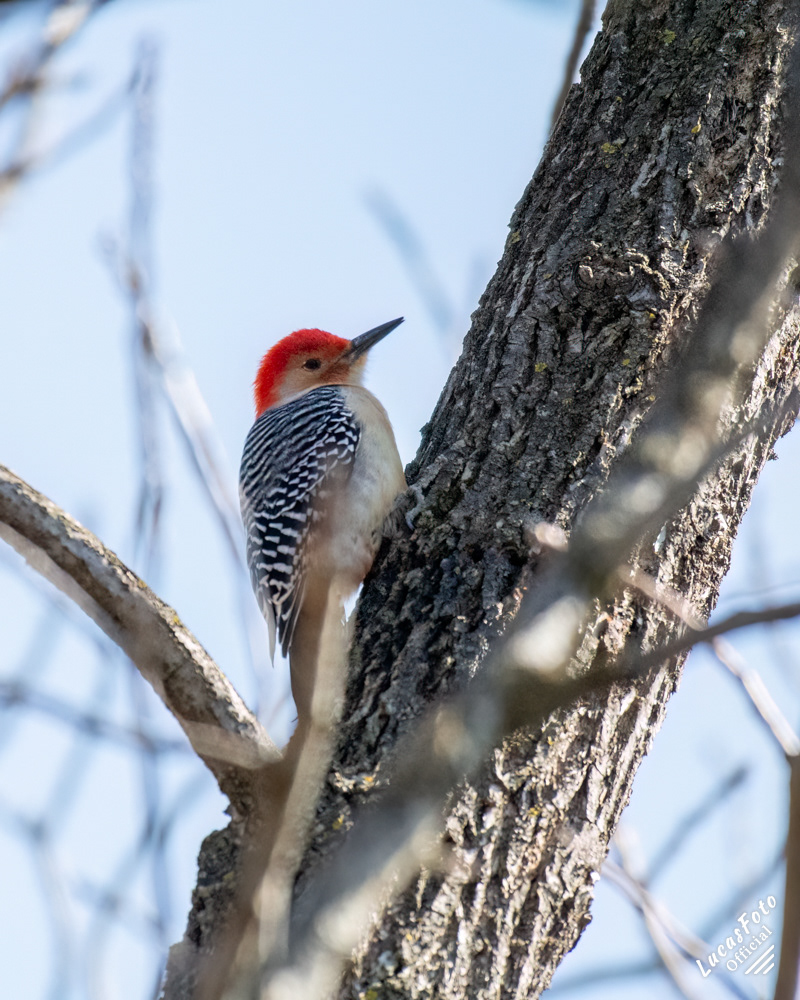 Red-bellied Woodpecker